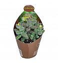 Pickle plant S