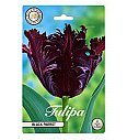 Čebulice tulipana ' Black Parrot'