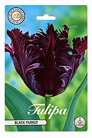 Čebulice tulipana ' Black Parrot'