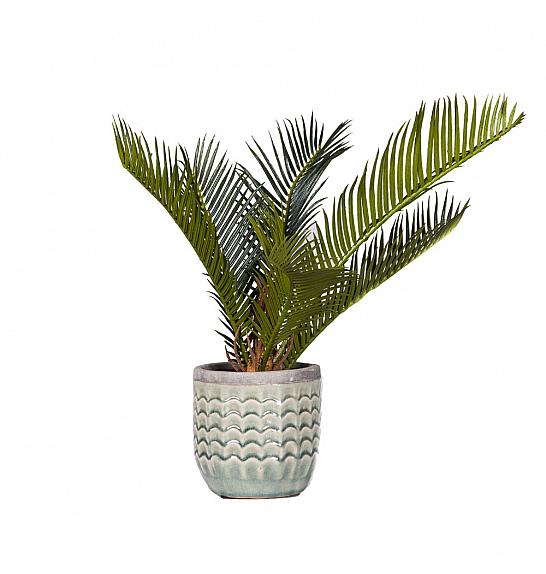 CYCAS REVOLUTA; Ø17