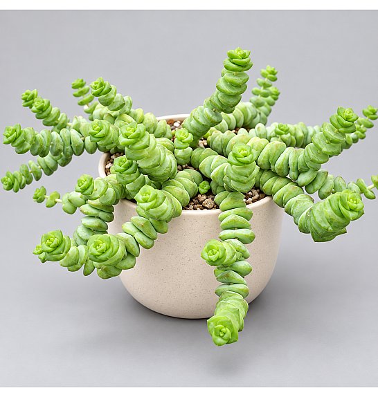 Crassula marnieriana Hottentot; Ø11 cm