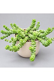 Sukulenta Worm Plant