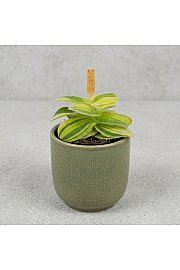 Tradeskancija Sillamontana variegata - Reši me