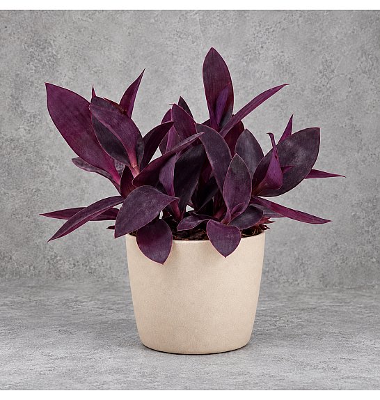 Tradescantia palida; Ø12 cm