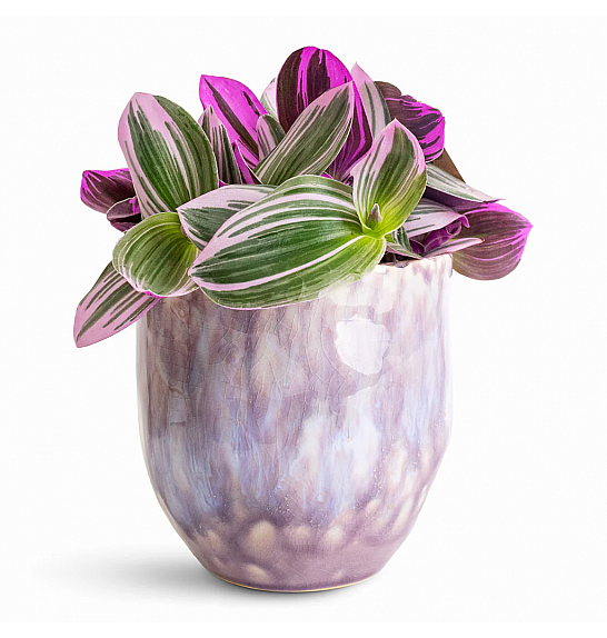 Tradescantia Albiflora Nanouk; 12 cm