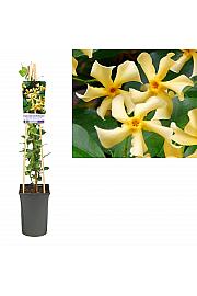 Zvezdasti jasmin Star of Toscane - S
