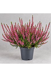 Calluna Marlies - rdeča