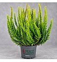 Calluna Beauty Ladies Skyline