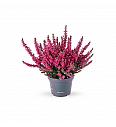 Calluna Beauty Ladies rdeča