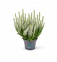 Calluna Beauty Ladies Bela