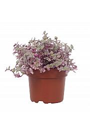Callisia Pink Lady