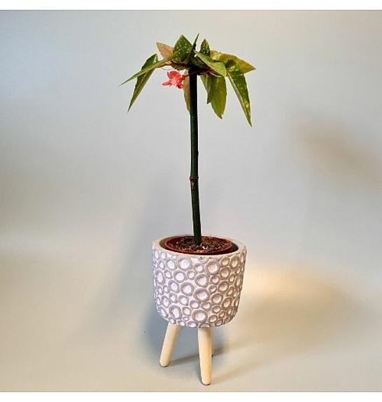 Begonia Tamaya; Ø9