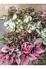 Begonija Inca Flame