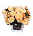 Begonija I'CONIA Aroma Peach
