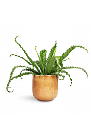 Praprot Asplenium Osaka
