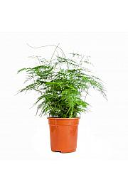 Puhasti asparagus M