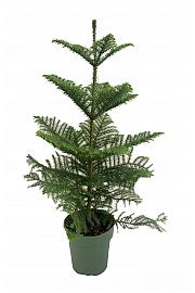 Araucaria heterophylla L