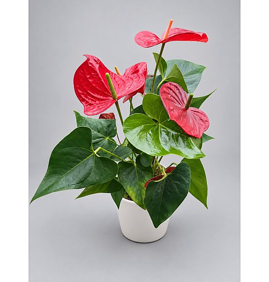 Anthurium andr. Ø17 Red