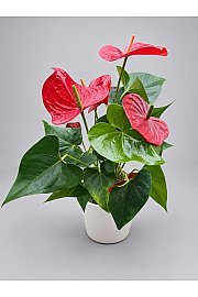 Flamingovec (L) - Čistimo zaloge