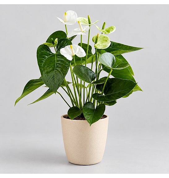 Anthurium andr. Ø17 White