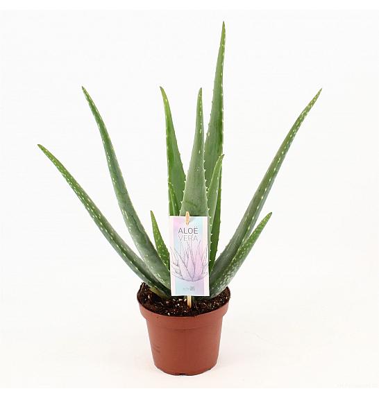 Aloe Vera; Ø15 cm