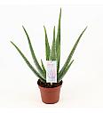 Aloe vera L- Reši me