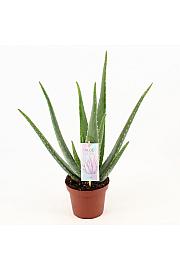 Aloe vera L- Reši me