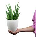 Aloe vera M - Reši me