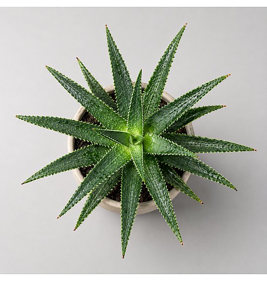 Aloe Danyz; Ø10,5 cm