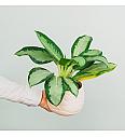 Aglaonema Silver Blue