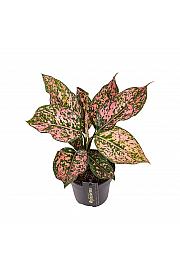 Aglaonema Pink Leopard