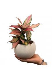 Aglaonema Cherry Baby