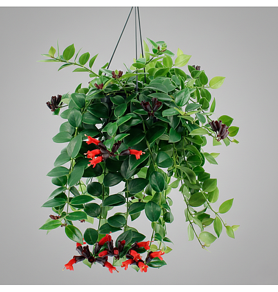 Aeschynanthus 'Mona Lisa' Ø15 Obešanka