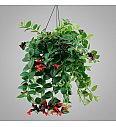 Lipstick plant - obešanka
