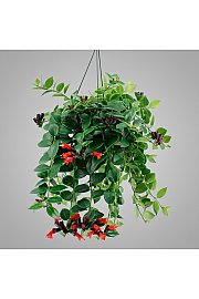 Lipstick plant - obešanka