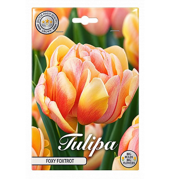 Tulipa Double Early Foxy Foxtrot x7; 12/+