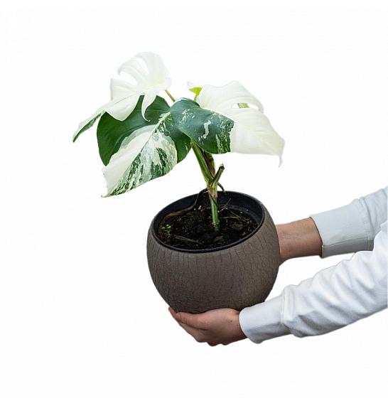 Monstera variegata potaknjenci ; Ø15