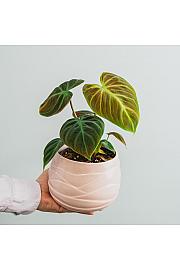 Filodendron El Choco Red