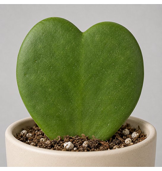 Hoya kerrii; Ø6 cm
