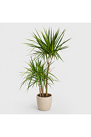 Dracena Marginata Magenta - 3 stebla