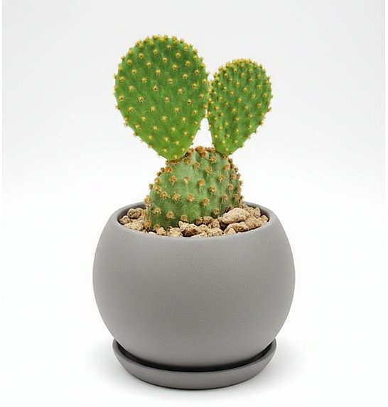Opuntia microdaysys; Ø10,5 cm