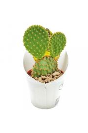 Bunny ears cactus