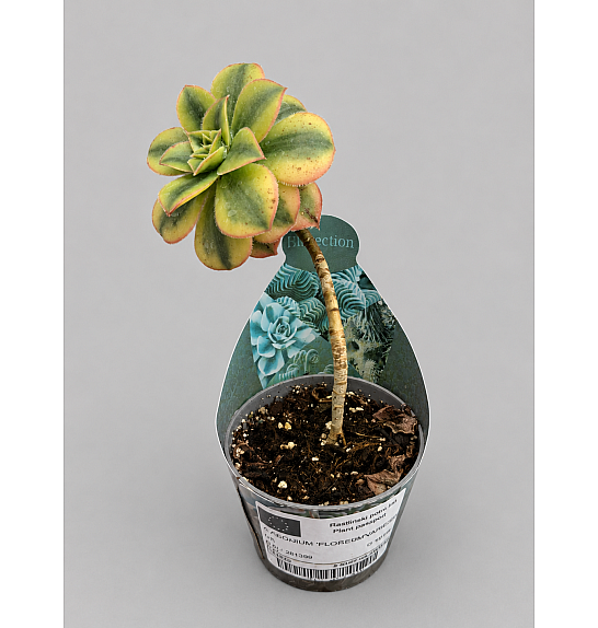Aeonium 'floresens'; Ø6,5 cm