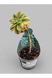 Aeonium Floresens - Reši me