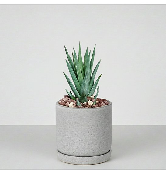 Haworthia glauca; Ø6,5 cm