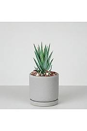 Haworthia glauca