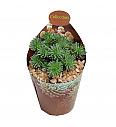 Sedum Multiceps