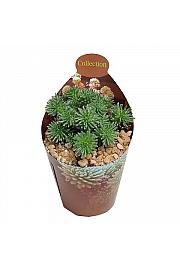 Sedum Multiceps