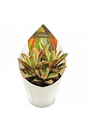 Kalanchoe Tomentosa Chocolate Soldier