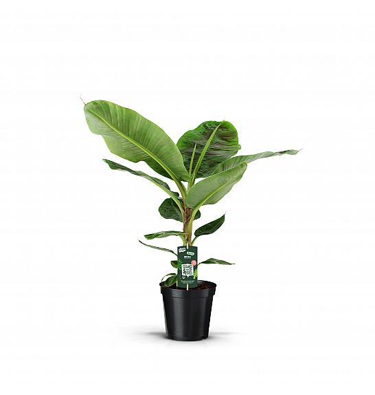 Musa Dwarf Cavendish; Ø17 cm